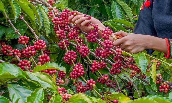 Thị trường nông sản vẫn chưa có dấu hiện khởi sắc