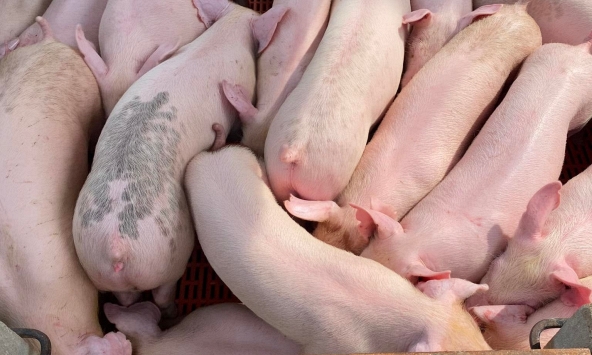 Giá heo hơi hôm nay 9/9: Xu hướng giảm