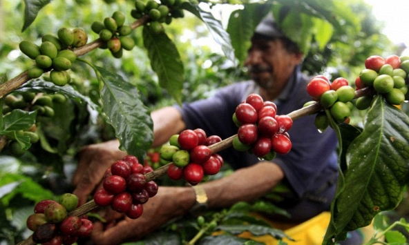 Thị trường nông sản 9/9: Giá cà phê, cao su khởi sắc