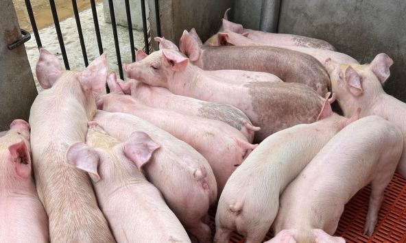 Giá heo hơi từ doanh nghiệp lẫn hộ nuôi đều giảm