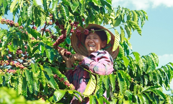 Thị trường tiêu trong nước suy yếu