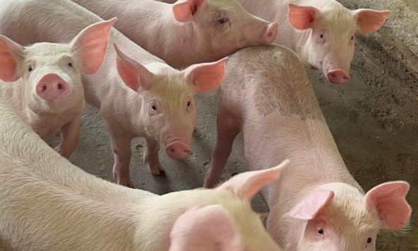 Giá heo hơi hôm nay 11/9: Người nuôi bán ồ ạt
