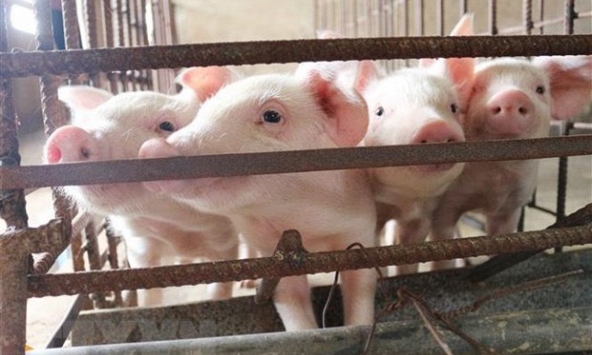 Giá heo hơi hôm nay 13/9: Hai miền không còn quá chênh lệch