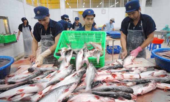 Mỹ giữ nguyên mức thuế chống bán phá giá với cá tra Việt Nam
