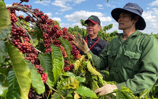 Giá cao su giao sau bật tăng trên các sàn giao dịch quốc tế