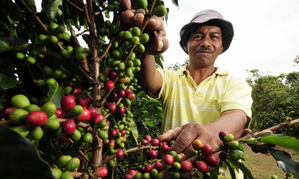 Thị trường nông sản 15/9: Giá tiêu cà phê xu hướng giảm, cao su tăng