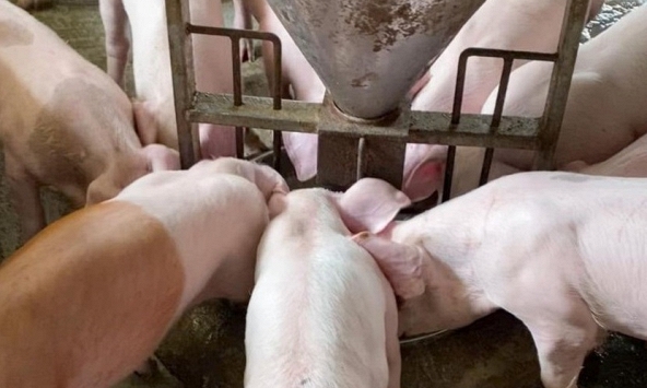 Giá heo hơi hôm nay 15/9: Miền Nam giảm theo miền Bắc