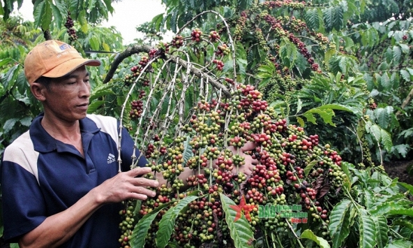 Giá nông sản cuối tuần lao dốc
