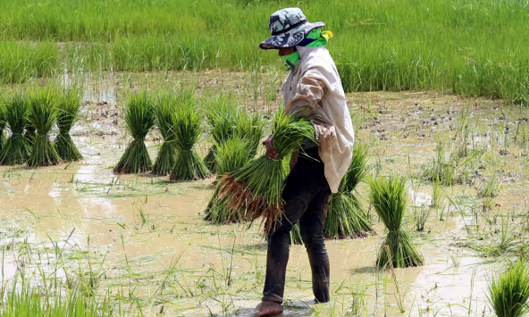 Việt Nam, Thái Lan sẽ họp bàn về việc tăng giá gạo xuất khẩu vào tháng 10