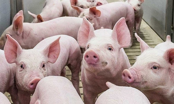 Giá heo hơi hôm nay 15/9: Đà giảm giá heo hơi chưa dừng
