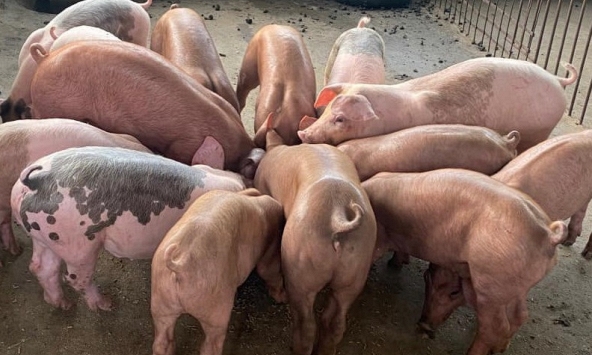Giá heo hơi hôm nay 19/9: Tiếp tục giảm trên diện rộng