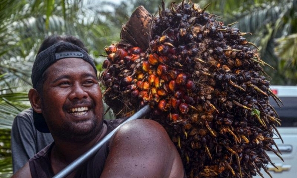 Ngành sản xuất dầu cọ ở châu Á đang đối mặt với tình trạng thiếu cây giống
