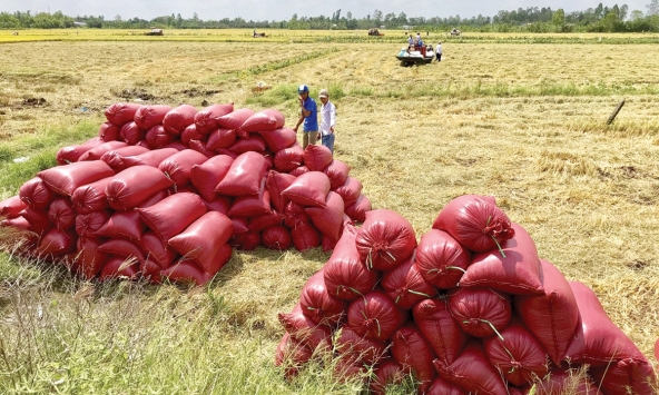 Báo cáo ngành sản xuất gạo - Triển vọng theo đà tăng giá