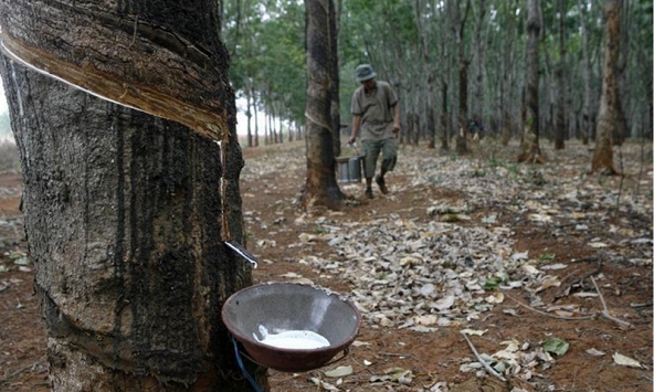 Thị trường nông sản 20/9: Giá cao su giảm mạnh, hồ tiêu và cà phê ổn định