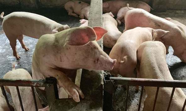 Giá heo hơi hôm nay 20/9: Sắp tăng trở lại?