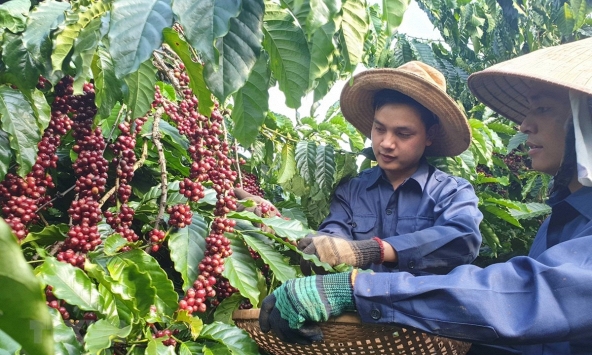 Giá cà phê và cao su thế giới bật tăng