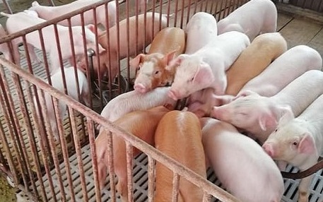 Giá heo hơi hôm nay 21/9: Đồng loạt xuống dưới mức 60.000 đồng/kg