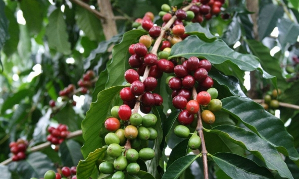 Thị trường nông sản 22/9: Giá cà phê tăng tăng 500 đồng/kg, hồ tiêu giảm nhẹ