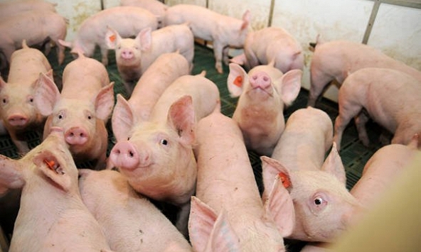 Giá heo hơi hôm nay 23/9: Tiếp tục xu hướng giảm