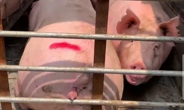 Giá heo hơi hôm nay 25/9: Duy trì khung giá thấp