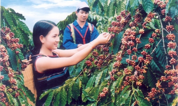 Thị trường nông sản đầu tuần không nhiều biến động