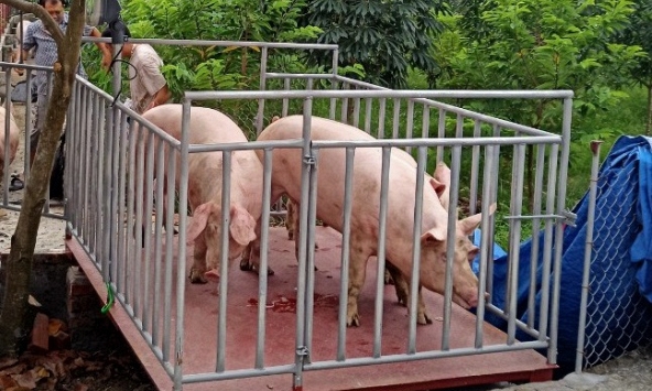 Giá heo hơi hôm nay 27/9: Không giảm thêm