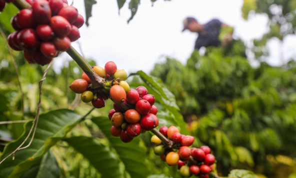 Thị trường nông sản vẫn chưa kết thúc những chuỗi ngày ảm đạm