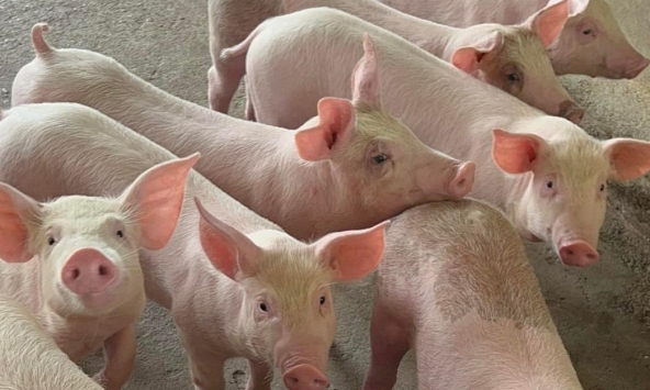 Giá heo hơi hôm nay 28/9: Giá heo hơi miền Bắc quay đầu tăng