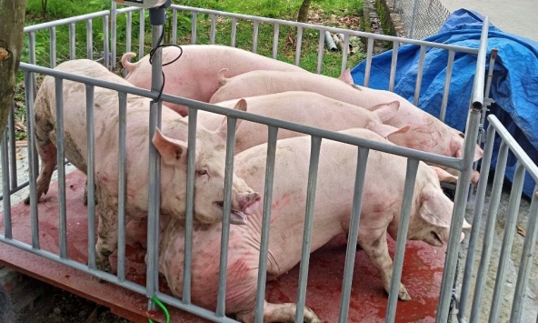 Giá heo hơi hôm nay 29/9: Hai miền bật tăng