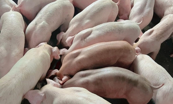 Giá heo hơi hôm nay 30/9: Đà tăng nối dài