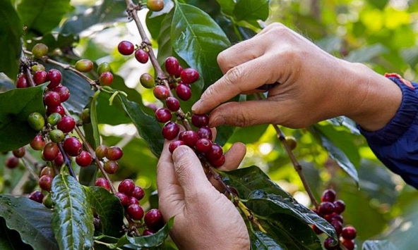 Dự báo giá tiêu trong nước sẽ giảm trong thời gian tới, cà phê, cao su tăng nhẹ