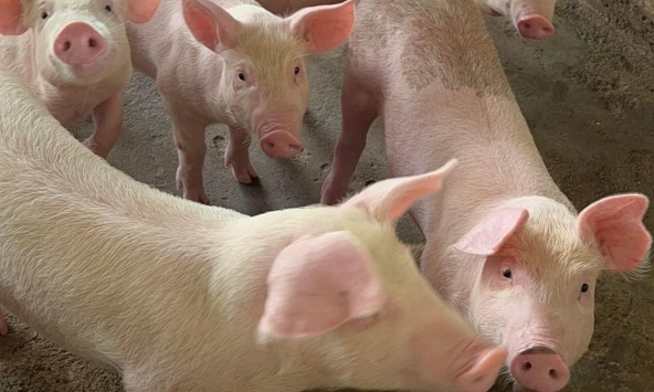 Giá heo hơi tiếp tục đà tăng