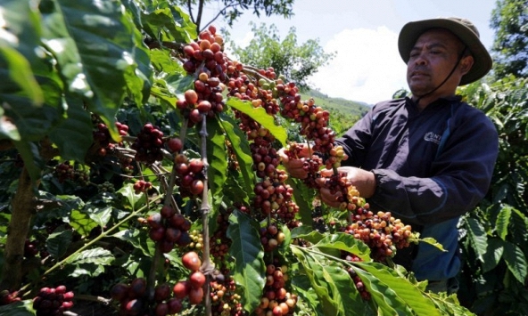 Giá tiêu xuất khẩu của Việt Nam ổn định trong tuần qua