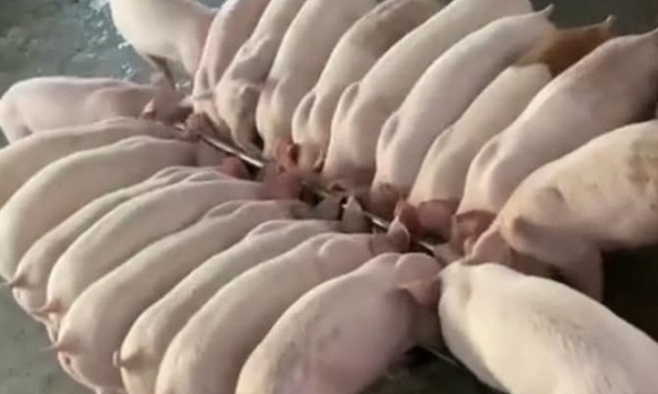 Giá heo giữ nhịp tăng mỗi ngày 1.000 đồng/kg