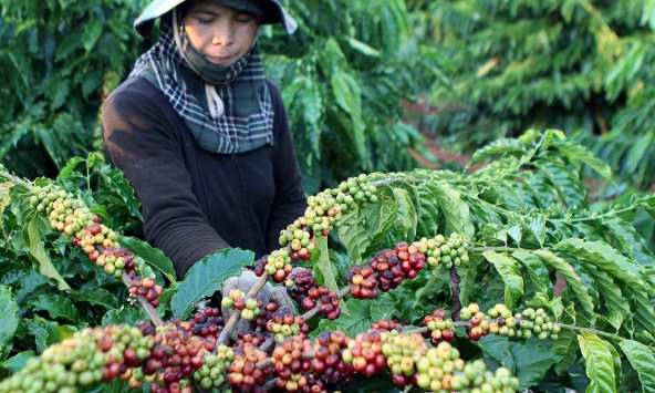 Giá cà phê giảm gần 1.500 đồng/kg trong tuần qua