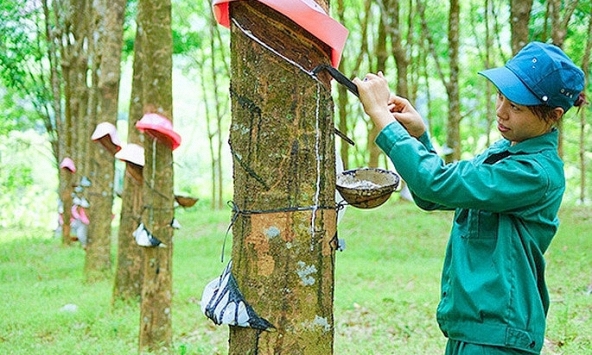 Dự báo không mấy tích cực về giá cao su