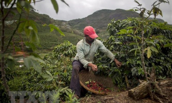 Giá cà phê, cao su chấm dứt chuỗi ngày giảm liên tục