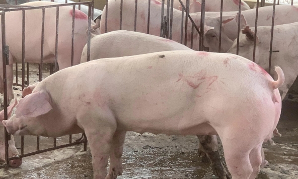Giá heo hơi ổn định ở cả ba miền