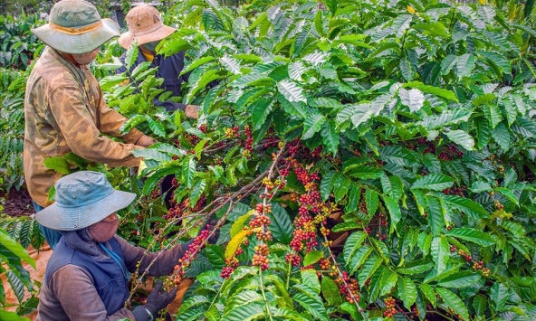 Xuất khẩu cà phê của Việt Nam được dự báo có thể đạt 4 tỷ USD trong năm nay