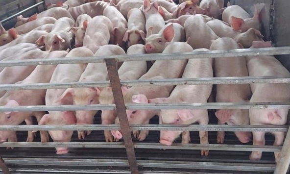Giá heo hơi hôm nay 6/10: Quay đầu giảm