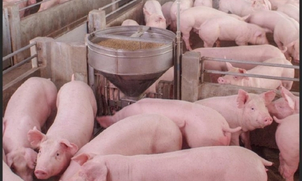 Giá heo hơi hôm nay 7/10: Tiếp tục giảm