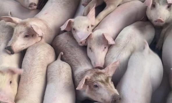 Giá heo hơi hôm nay 8/10: Đà giảm chững lại
