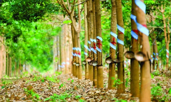 Khuyến nghị cổ phiếu 11/10: FIR, PHR, MBB