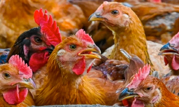 Malaysia dỡ bỏ lệnh cấm xuất khẩu thịt gà từ ngày 11/10
