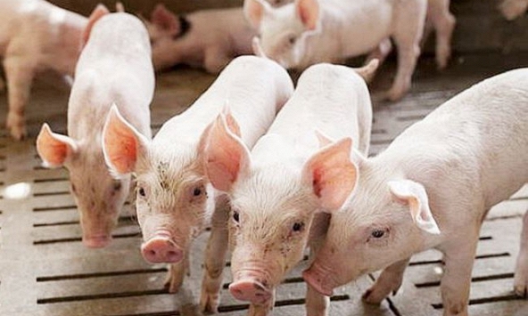Giá heo hơi hôm nay 10/10: Dấu hiệu tăng trở lại