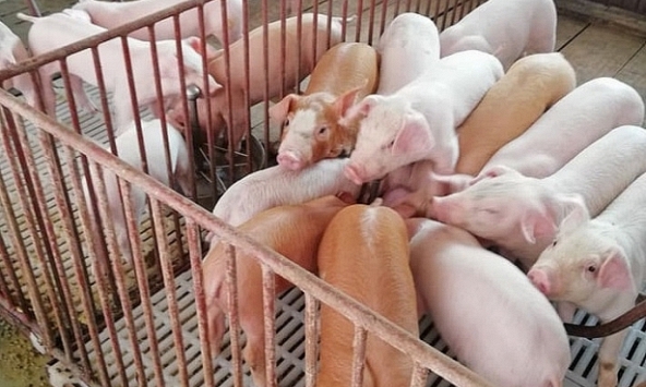 Giá heo hơi hôm nay 11/10: Nguy cơ giảm trong những ngày tới