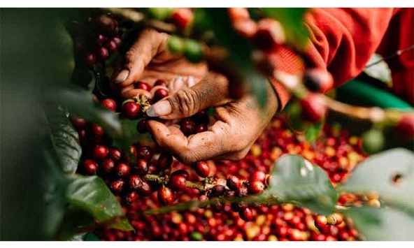 Thị trường nông sản được dự báo không có nhiều 'đột phá' trong thời gian tới