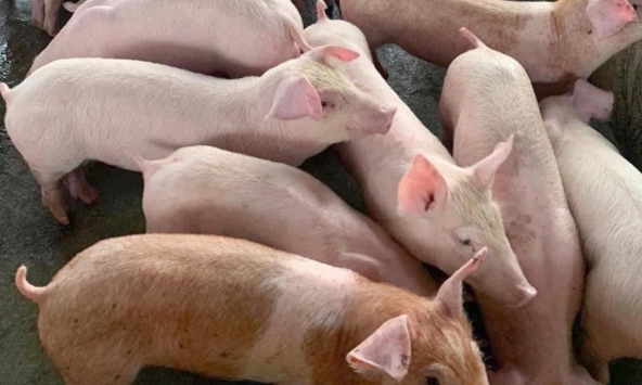 Giá heo hơi hôm nay 12/10: Giá heo không ghi nhận biến động