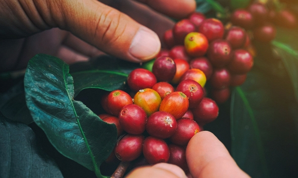 Thị trường nông sản 12/10: Cao su, hồ tiêu giảm mạnh, cà phê khởi sắc