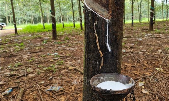 Tín hiệu tính cực từ thị trường cao su